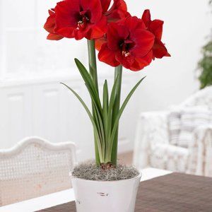 NWT! Grow your own Red Lion Amaryllis